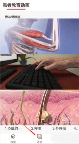 3dbody解剖免费版7