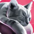猫舍特别版