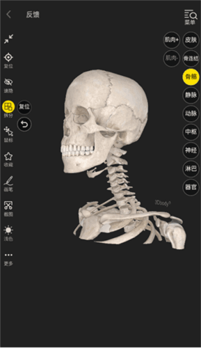 3dbody解剖11
